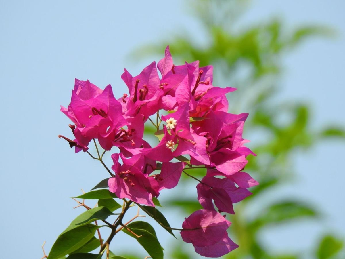 The Coral Tree Boutique Homestay Agra  Exterior photo