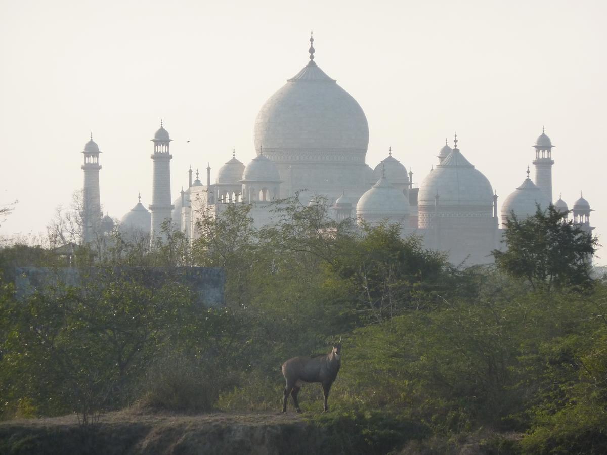 The Coral Tree Boutique Homestay Agra  Exterior photo